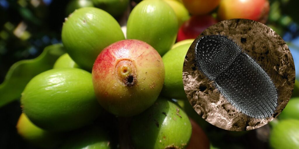 coffee borer